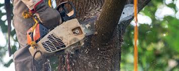 How Our Tree Care Process Works  in  Wyanet, IL