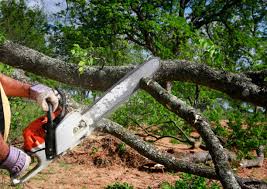 Best Tree Mulching  in Wyanet, IL