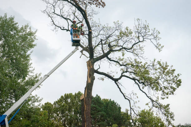 Best Hazardous Tree Removal  in Wyanet, IL