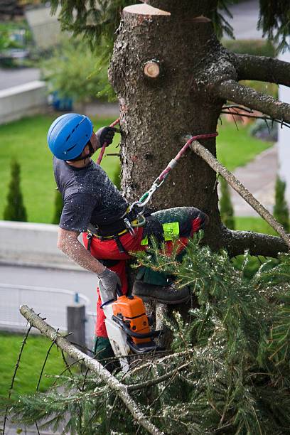 Best Palm Tree Trimming  in Wyanet, IL