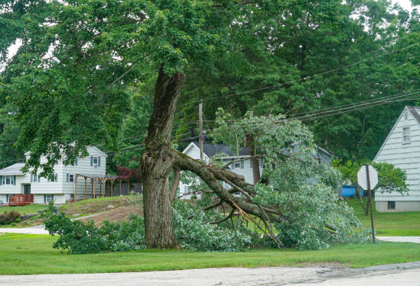 Best Stump Grinding and Removal  in Wyanet, IL