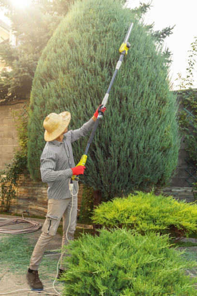 Best Tree Maintenance Programs  in Wyanet, IL